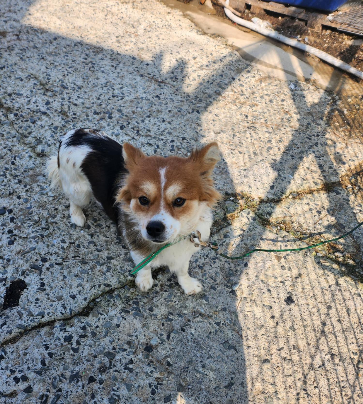 울산유기동물보호센터_431371202400038